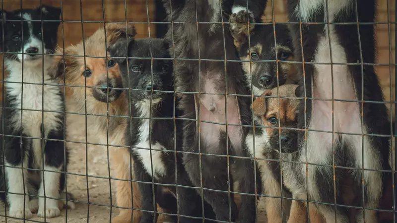 «Труп храню в морозилке»: автохам раздавил щенка и избил зоозащитницу в Кисловодске