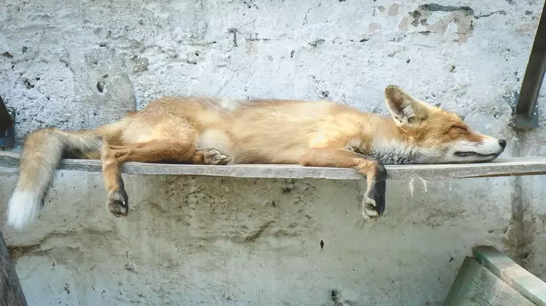 На улицах Ставрополя заметили двух диких лис