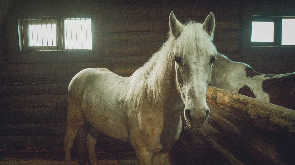 Привлекать инвестиции в Шпаковский район планируют конным спортом